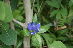Gentiana andrewsii