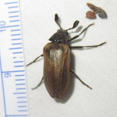 Sandalus californicus