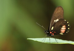 Archonias brassolis tereas