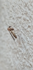 Mycetophilidae