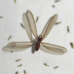 Termitinae