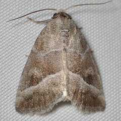 Ogdoconta moreno
