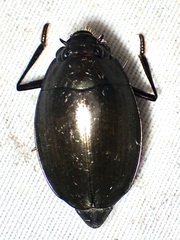 Dineutus sublineatus