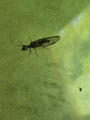 Raphidiidae