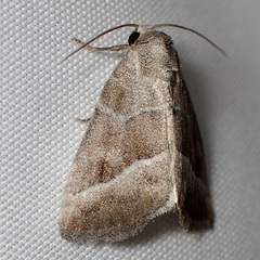 Ogdoconta moreno