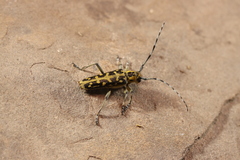 Saperda scalaris