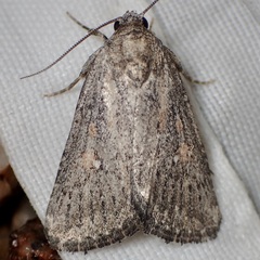 Condica begallo
