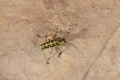 Saperda scalaris