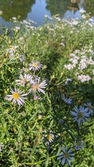 Symphyotrichum novi-belgii