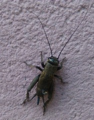 Melanogryllus desertus