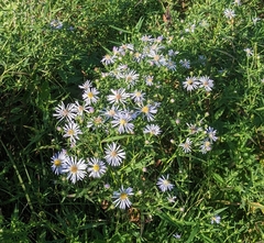 Symphyotrichum novi-belgii