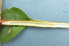 Forsythia viridissima