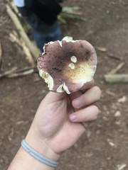 Russula fragilis