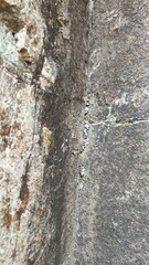 Dermatocarpon miniatum