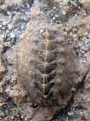 Acanthochitona fascicularis
