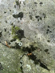 Camponotus castaneus