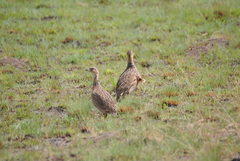 Scleroptila levaillantii