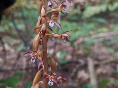 Corallorhiza maculata maculata