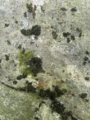 Camponotus castaneus