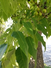 Phellodendron amurense
