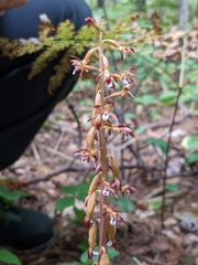 Corallorhiza maculata maculata