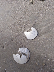 Dendraster excentricus