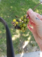 Phellodendron amurense