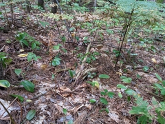 Corallorhiza maculata maculata