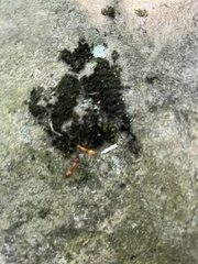 Camponotus castaneus