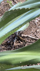 Pholidoscelis chrysolaemus