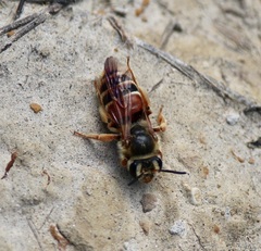 Andrena prunorum