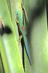 Phelsuma lineata