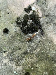 Camponotus castaneus