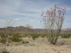 Fouquieria splendens
