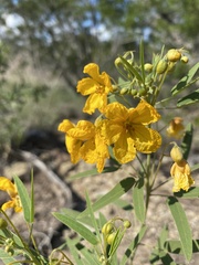 Senna roemeriana