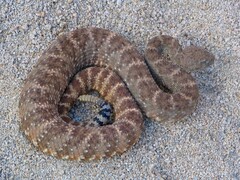 Crotalus pyrrhus
