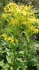 Senecio propinquus