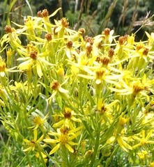 Senecio propinquus