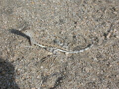 Callisaurus draconoides