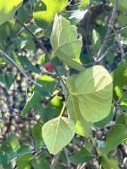 Celtis laevigata