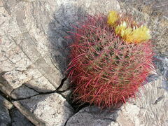 Ferocactus cylindraceus