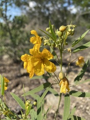 Senna roemeriana