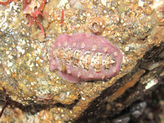 Acanthochitona fascicularis