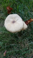 Pluteus cervinus