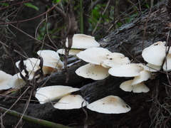 Pleurotus pulmonarius