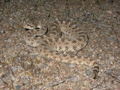 Crotalus cerastes
