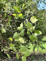 Celtis laevigata