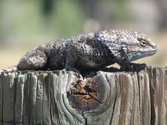 Sceloporus magister