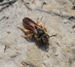 Andrena prunorum