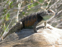 Sceloporus magister